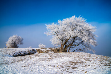 Germany, Lonely frozen tree ice covered branches on icy snowy winter pasture nature landscape sunny morning panorama silence