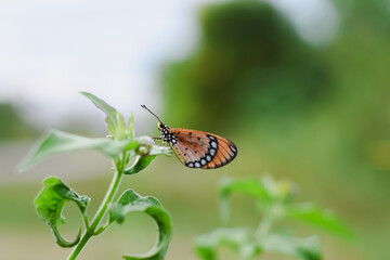 An orange and black butterfly rests on a green leaf.