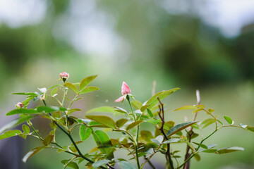 Small pink rosebuds emerging on a green, leafy plant.