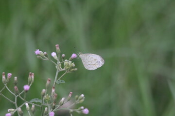 Pink flowers in grassy meadow with butterflies and insects