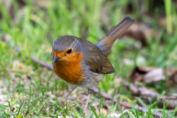 Pettirosso (Erithacus rubecula)
