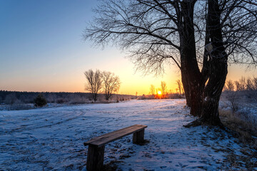 A beautiful tree silhouette against morning sky in early winter. Winter landscape