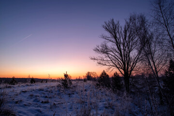 Fototapeta premium A beautiful tree silhouette against morning sky in early winter. Winter landscape