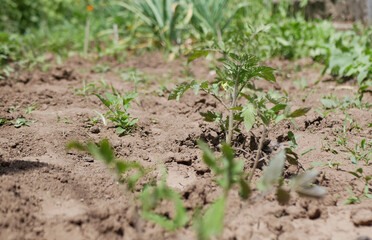 The plant grows in the ground in the garden