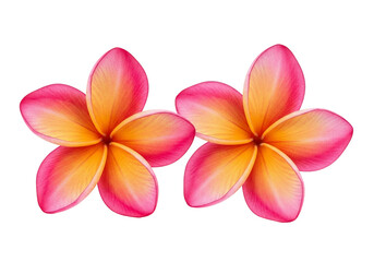 Fototapeta premium Two Tropical Frangipani Flowers with Transparent Background for Floral Designs and Summer Projects