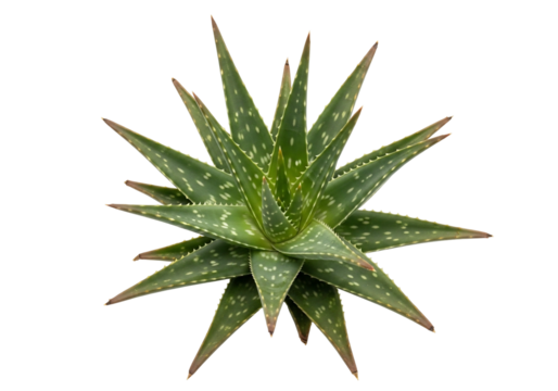 Top View of an Aloe Vera Plant with Transparent Background A Green Succulent