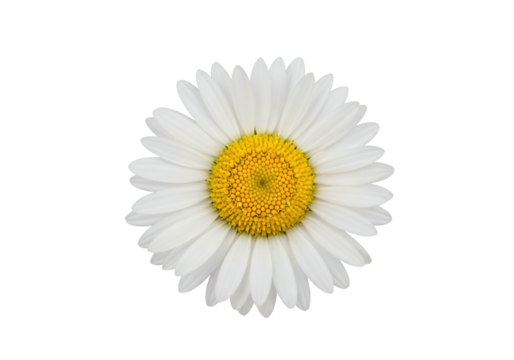 Elegant Daisy Flower with Transparent Background Isolated White Petals and Yellow Center