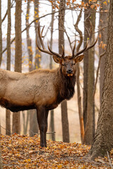 Side view of male elk