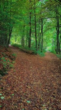 Promenade en for&ecirc;t