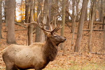 Male elk