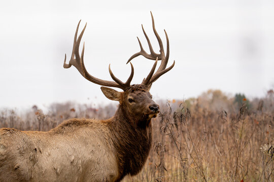 Male elk - Powered by Adobe