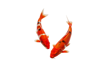 Orange Koi Fish Couple with Transparent Background for Creative Designs and Compositions