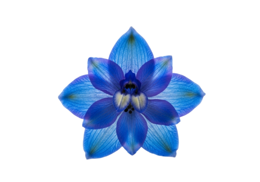 Delicate Blue Larkspur Flower with Transparent Background - Powered by Adobe