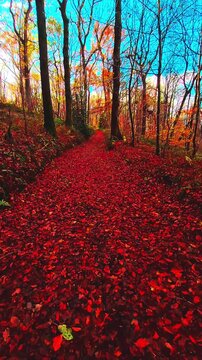 Promenade d'automne en for&ecirc;t