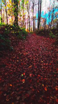 Promenade en automne
