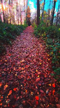 Promenade d'automne en for&ecirc;t