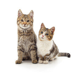 Two cute kittens sitting together on white background.