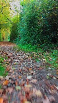 Chemin de for&ecirc;t en automne