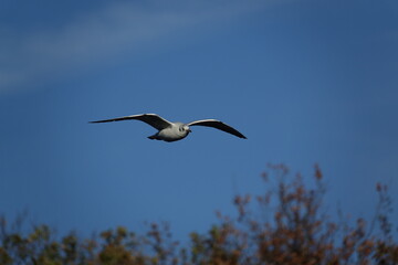 the black headed gull (Larus ridibundus) in winter plumage