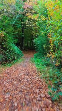 Chemin de for&ecirc;t en automne