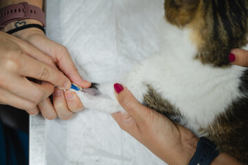 Veterinarian inserting IV cannula into cat paw