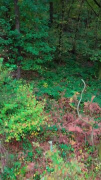 vue du ciel d'une for&ecirc;t color&eacute;e en automne