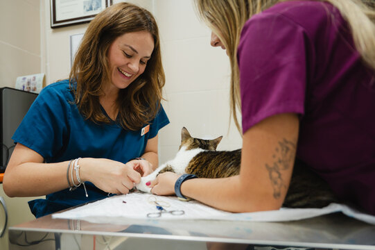 Veterinarian preparing a cat for treatment in clinic
