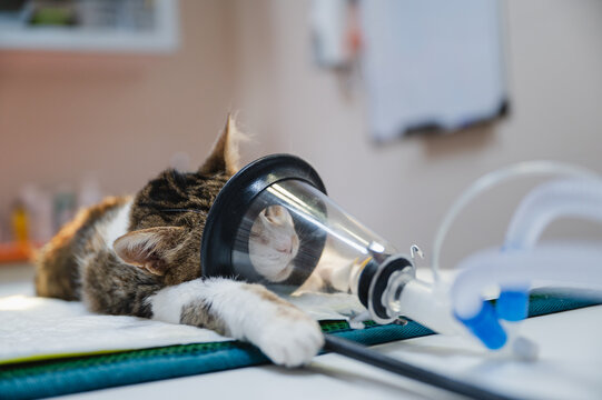Cat receiving anesthesia for veterinary surgery at clinic