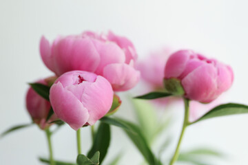 Obraz premium Pink peony flower buds close-up on white background