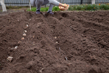 Planting garlic: A hand in a gardening glove sowing cloves into prepared garden soil