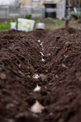 Garlic clove planted in a row, surrounded by fertilizer granules in the dark garden soil.