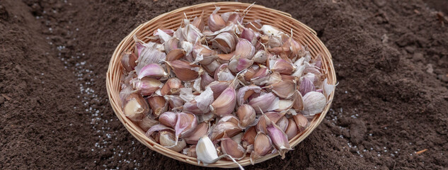 Garlic cloves in a wicker basket placed on a garden bed, ready for sowing in the soil.