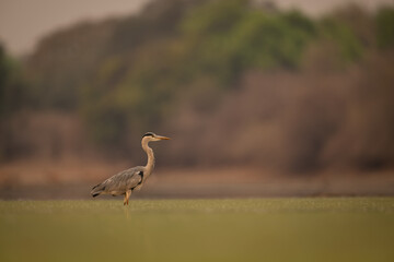Grey heron stands in water in profile