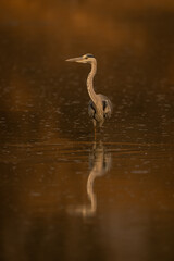 Grey heron stands in pond casting reflection