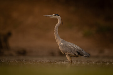Grey heron stands in profile in pool