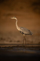 Grey heron stands on mudflats leaning forward