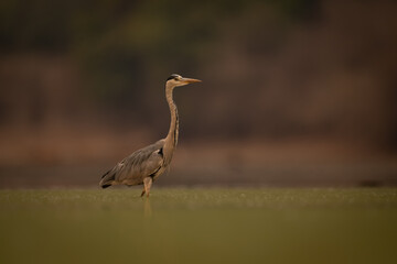 Grey heron stands in profile in pond