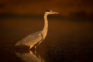 Grey heron stands in profile in water