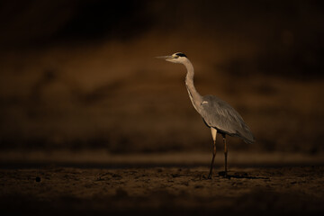Grey heron stands on riverbank leaning forward
