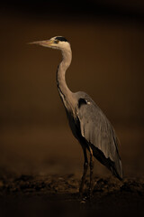 Grey heron stands on riverbank with catchlight