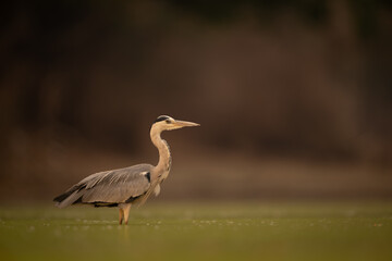 Grey heron stands in pond in profile