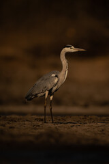 Grey heron stands on riverbank casting shadow