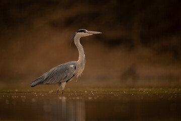 Grey heron standing in profile in pond