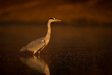 Grey heron in profile wades through water
