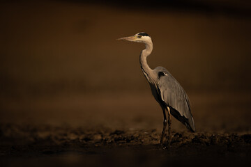 Grey heron stands on riverbank facing left