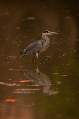 Grey heron walks backlit through calm pond