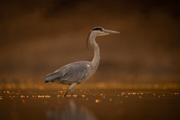 Grey heron walks backlit across shallow pool