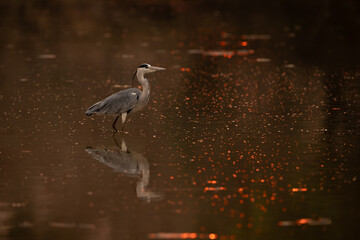 Grey heron walks through water at sunset