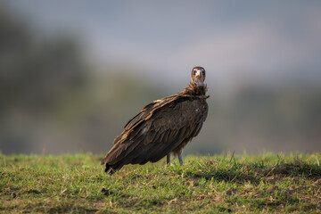 Hooded vulture on grassy bank watches camera