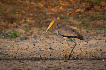 Juvenile yellow-billed stork crosses dry river bed